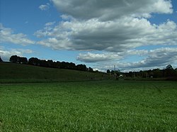 Augusta Township fields and cows